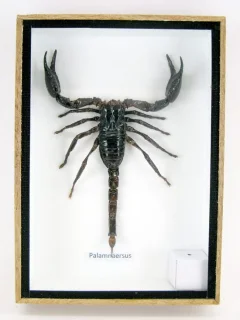 Giant Scorpion 3D-showbox van hout
