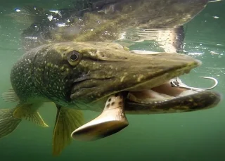 Waterwolf Underwater Fishing Camera 2.0 1080k | Onderwatercamera