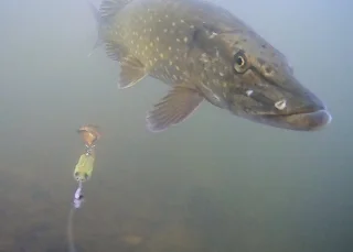 Waterwolf Underwater Fishing Camera 2.0 1080k | Onderwatercamera