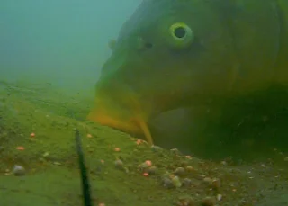 Waterwolf Underwater Fishing Camera 2.0 1080k | Onderwatercamera