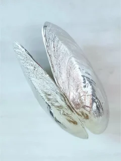 Anovi Mosselschep Zoetwatermossel 13 cm Zilvertin