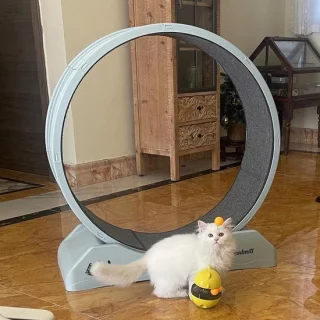 Virtubuy Loopband voor katten en kleine honden