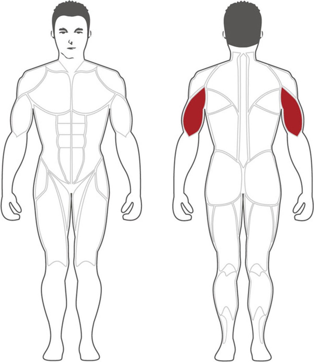 Wat vinden we goed aan de Steelflex PLTE Triceps Extension Machine Plate Loaded