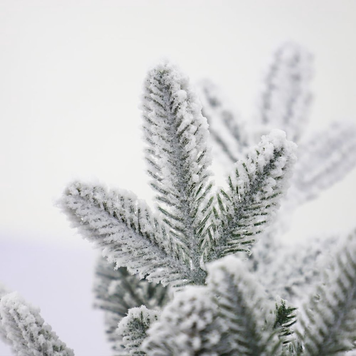 180 cm Luxe Besneeuwde Kerstboom PE/PVC Groen