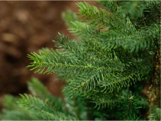 Bellatio Decorations Grandis Fir kunstkerstboom H150 cm