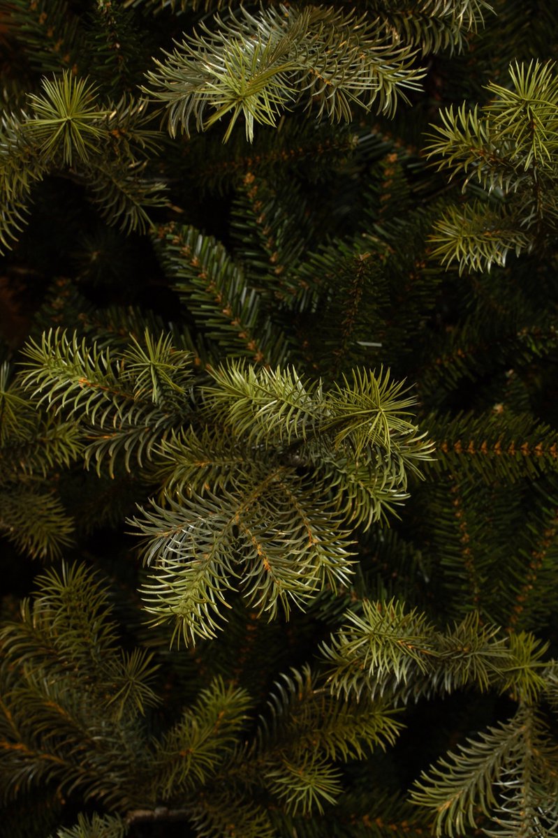 Black Box Trees Clive Kunstkerstboom H185 Ø130 cm Groen