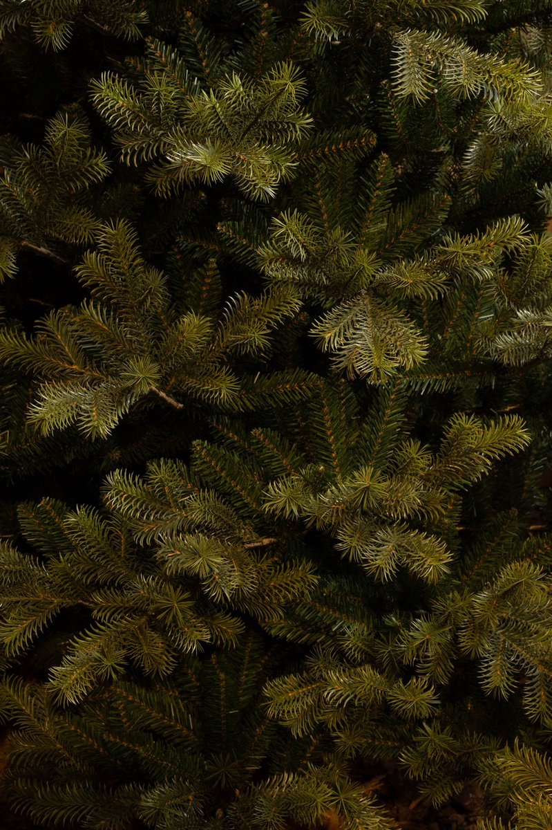 Black Box Trees Clive Kunstkerstboom H185 Ø130 cm Groen