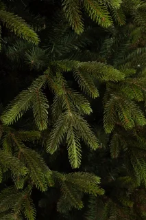 Black Box Trees Felton Kunstkerstboom