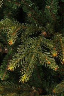 Black Box Trees Frasier Kunstkerstboom 215 cm Groen