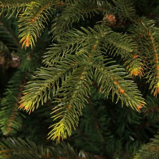 Black Box Trees Frasier Kunstkerstboom 215 cm Groen