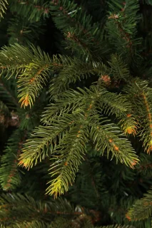 Black Box Trees Frasier Kunstkerstboom H155 Ø109 cm Groen