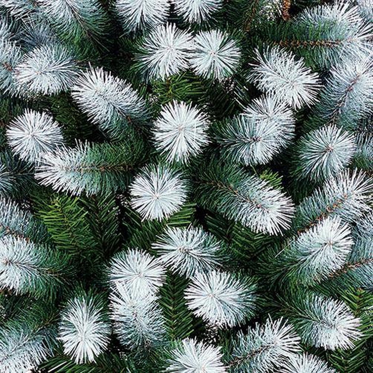 Black Box Trees Kingston Kunstkerstboom H185 Ø102 cm Groen Frosted