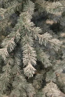 Black Box Trees Springdale Kunstkerstboom Wit 215 cm
