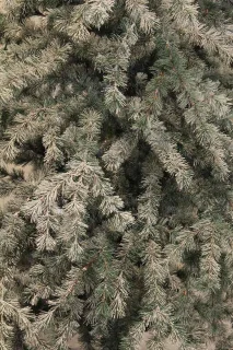 Black Box Trees Springdale Kunstkerstboom Wit 215 cm
