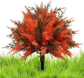 Ceder spiraalboom - nepboom cipres - 60 cm - oranje