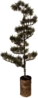 Clayre & Eef Mini Kunstkerstboom 80 cm - Groen