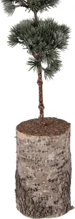Clayre & Eef Mini Kunstkerstboom