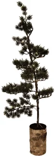 Clayre & Eef Mini Kunstkerstboom Groen