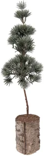 Clayre & Eef Mini Kunstkerstboom