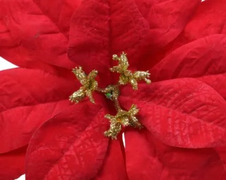 Decoris Poinsettia kerstster op clip 16 cm