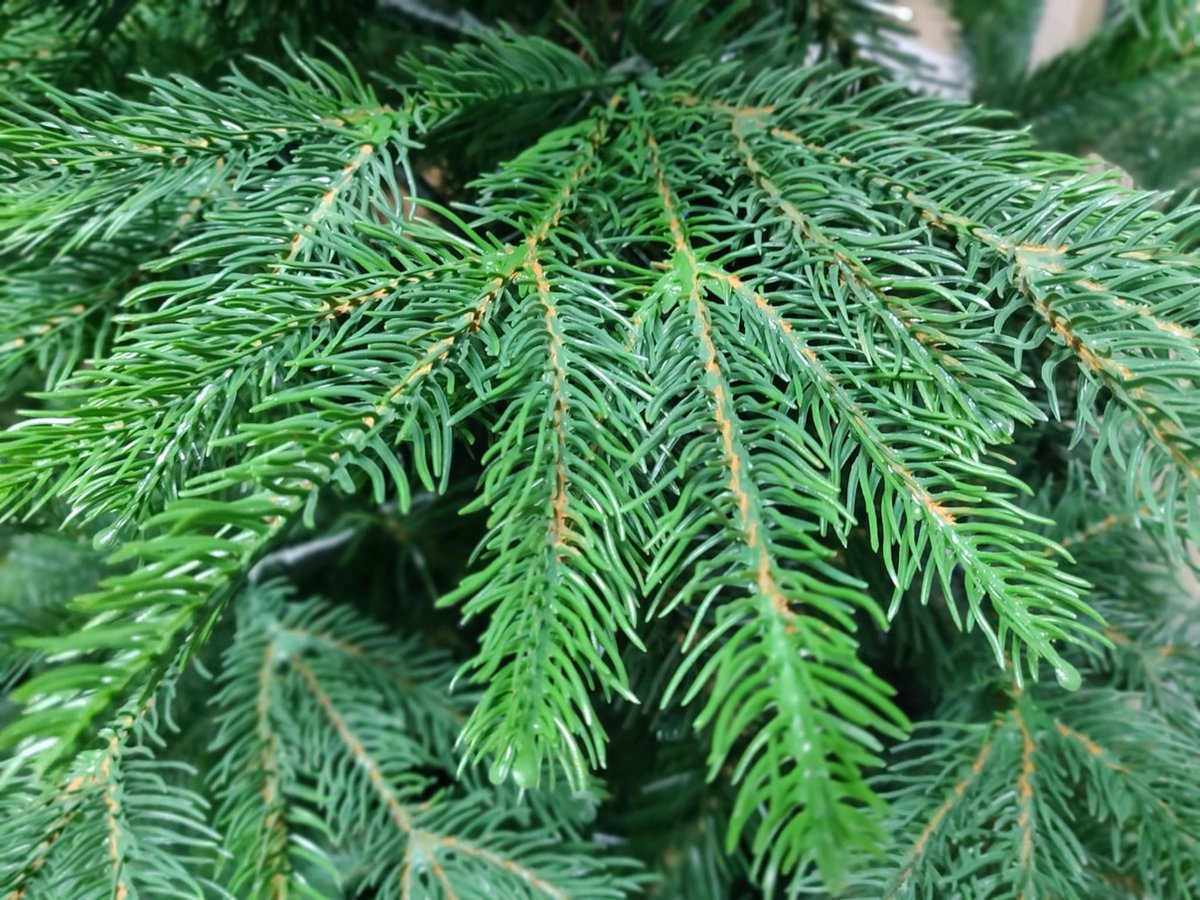 Deluxe Nordmann Kunstkerstboom 180 cm Premium