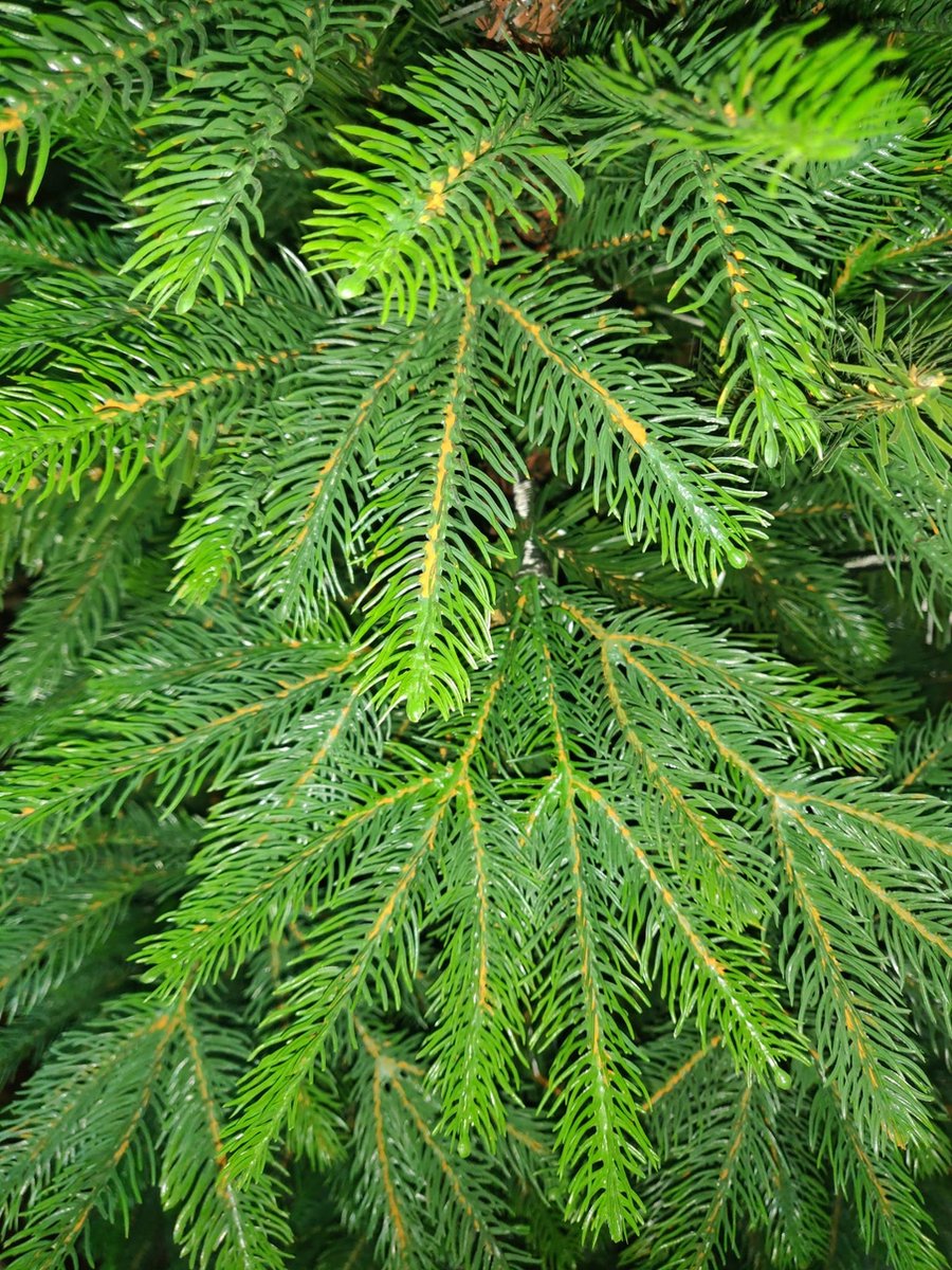 Deluxe Nordmann Kunstkerstboom 180 cm Premium