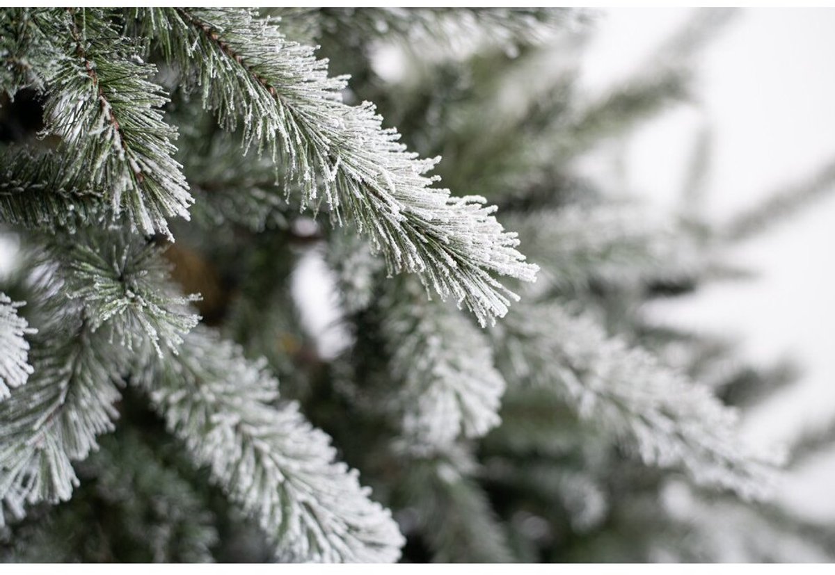 Evergreen PGT02600007 Kunstkerstboom Ceder Frost Pine