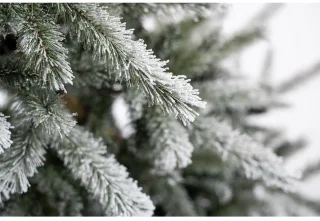 Evergreen PGT02600007 Kunstkerstboom Ceder Frost Pine