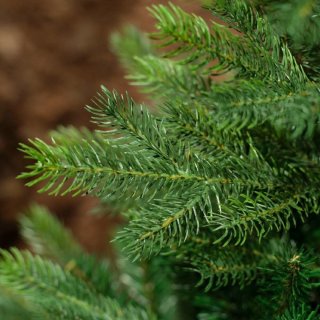 Everlands Grandis Fir kunstkerstboom 150 cm