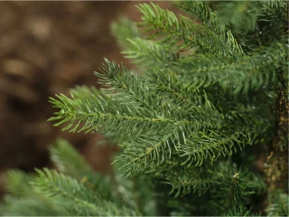Everlands Grandis Fir kunstkerstboom 210 cm