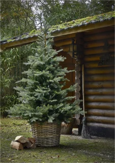 Everlands Grandis Fir kunstkerstboom 210 cm