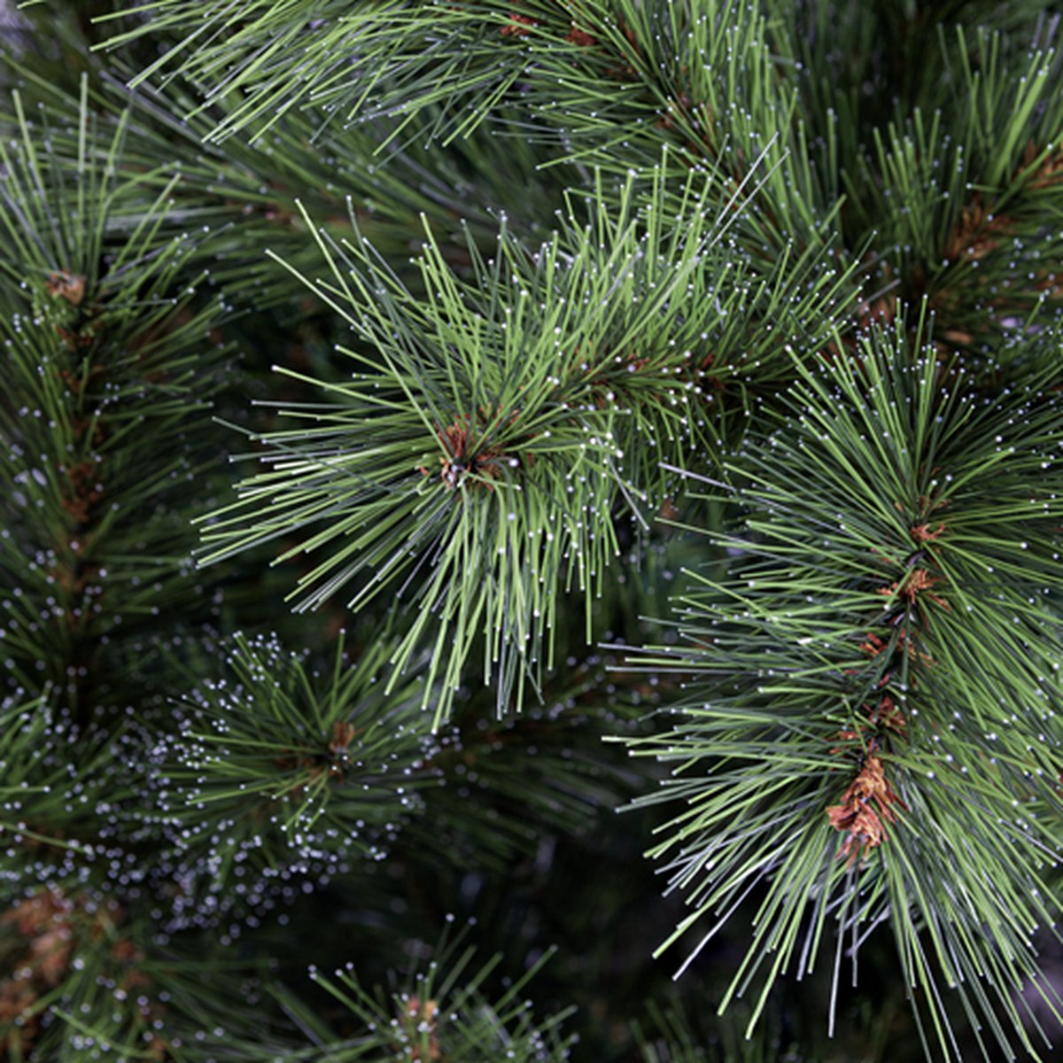 Excellent Trees Elverum Frosted Premium kerstboom 150cm