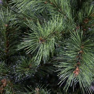 Excellent Trees Elverum Frosted Premium Kerstboom 180cm