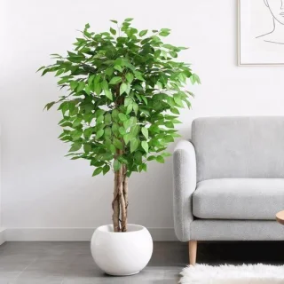 Ficus kunstboom 1,5 m met gebogen stam