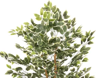 Wat vinden we goed aan de Ficus kunstboom 200 cm
