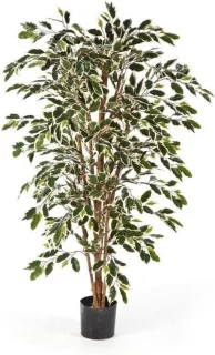 Levensechte Ficus kunstboom 200 cm — veel sfeer, geen onderhoud