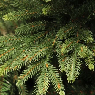Harrison Kunstkerstboom 185 cm Groen