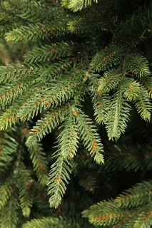 Harrison Kunstkerstboom 185 cm Groen