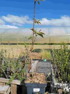 Japanse sierkers 'Kanzan' - Boom 100-120 cm