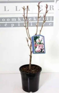 Kanzan Japanse sierkers - Sierboom