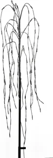Kerstverlichting Treurwilg LED 130 cm Zwart
