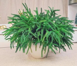 Kunst dennentakken met dennnenappels - 45 cm - groen
