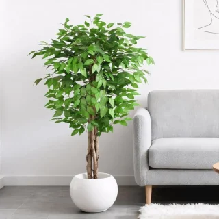 Kunstboom Ficus 150 cm - gebogen stam