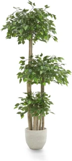 Kunstficus Kunstboom 175 x 80 cm