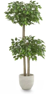 Kunstficus Kunstboom 175 x 80 cm
