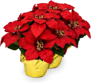 Kunstplant Kerstster 43 x 38 cm - Rood