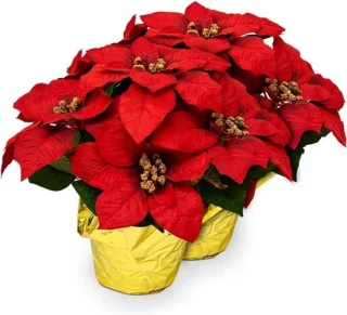 Kunstplant kerststerren rood 43 cm