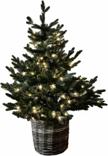 LOBERON Mantilly Sierboom groen