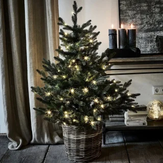 LOBERON Mantilly Sierboom groen