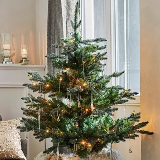 LOBERON Mantilly Sierboom groen